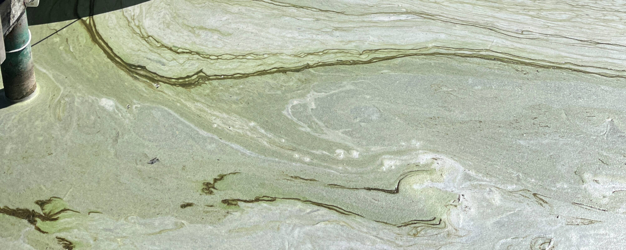 close up of pfas foam film on surface of the water at Bluffton Bay Marina Sept 6, 2024